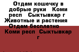Отдам кошечку в добрые руки - Коми респ., Сыктывкар г. Животные и растения » Отдам бесплатно   . Коми респ.,Сыктывкар г.